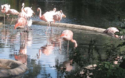 Jersey zoo