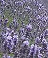 Lavender as far as the eye can see, and the nose can smell