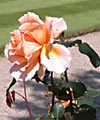 Rose garden